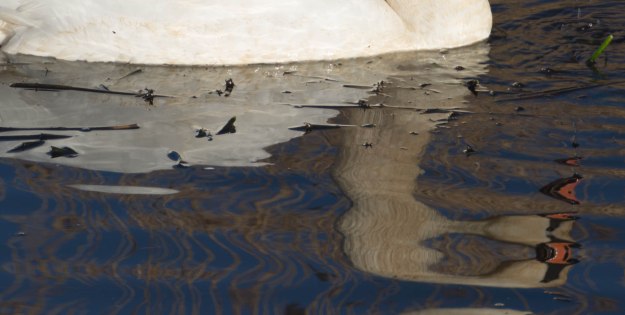 170117_Eelderwolde_8145