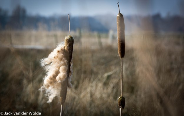 130313_naamloos_9179