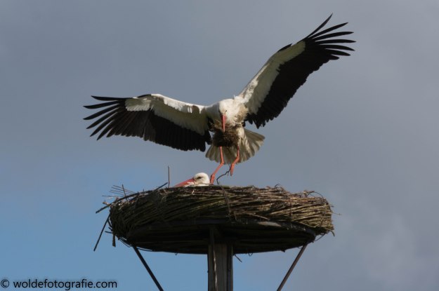 170417_Wandelen Kyra_9621