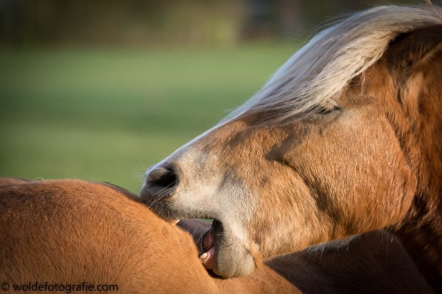 230423_naamloos_9702