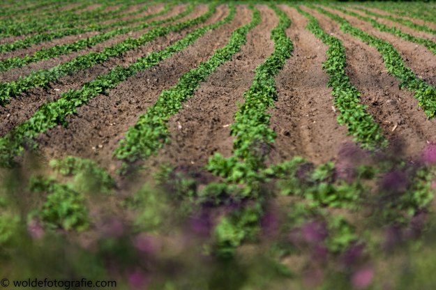 050605_naamloos_0147