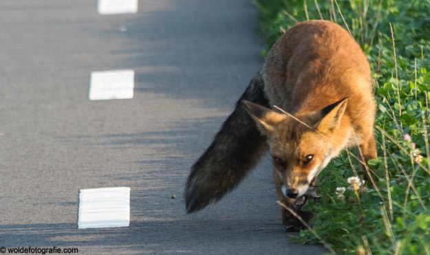 270827_Oostvaardersplassen_2137