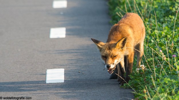 270827_Oostvaardersplassen_2139