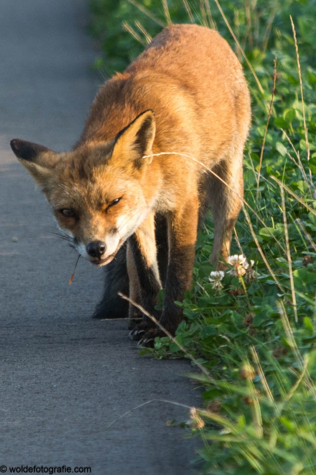 270827_Oostvaardersplassen_2140