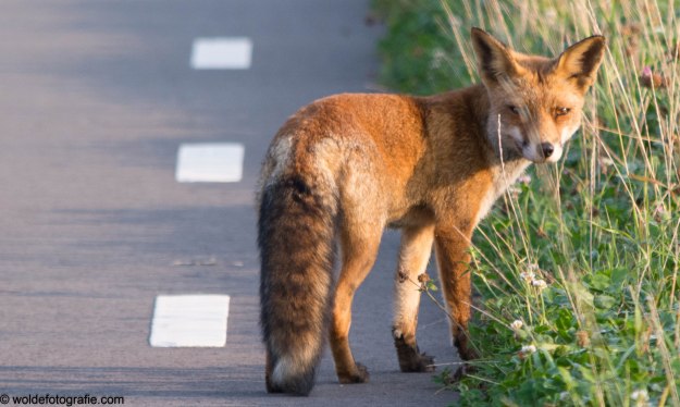 270827_Oostvaardersplassen_2146