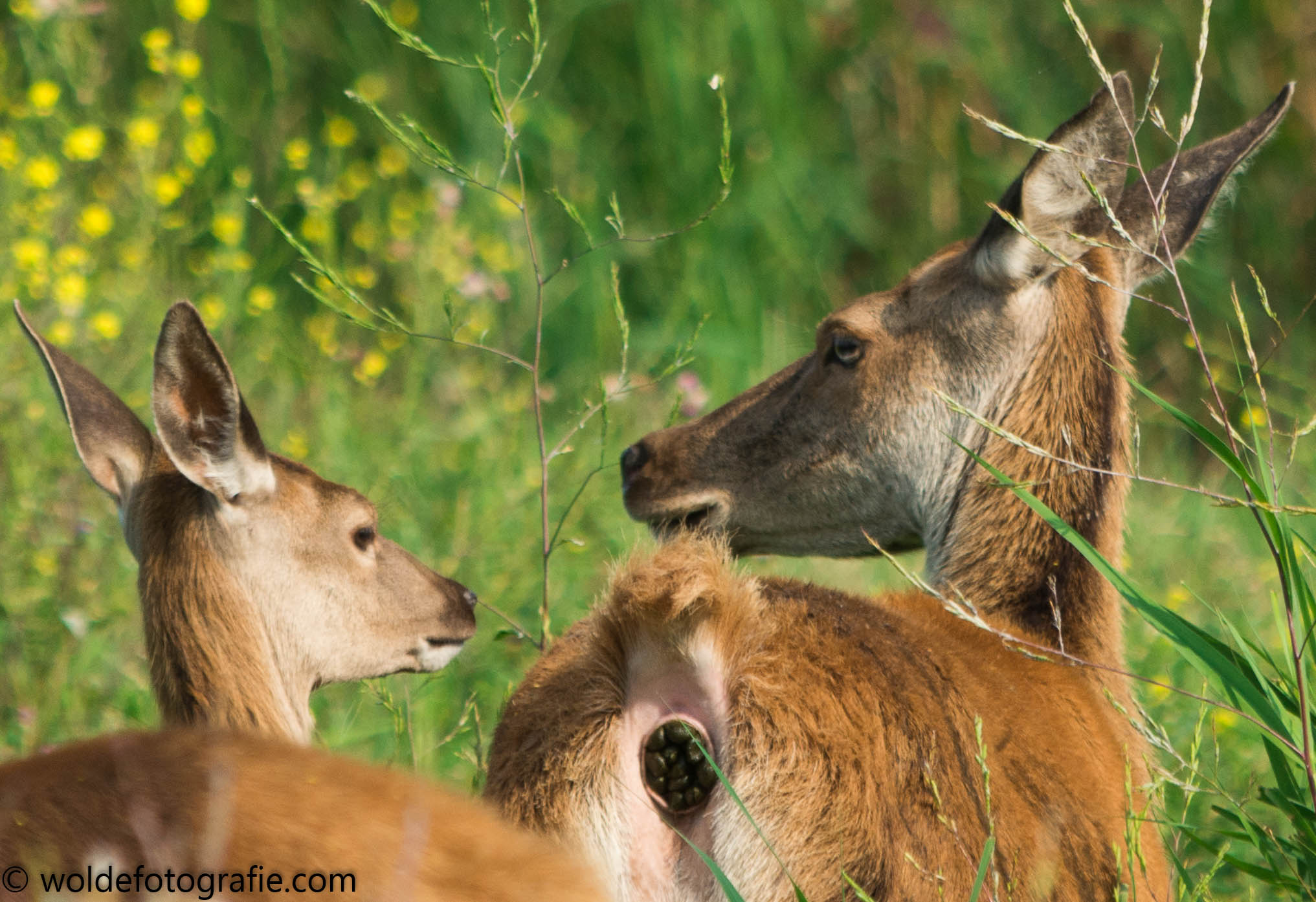 270827_Oostvaardersplassen_2234