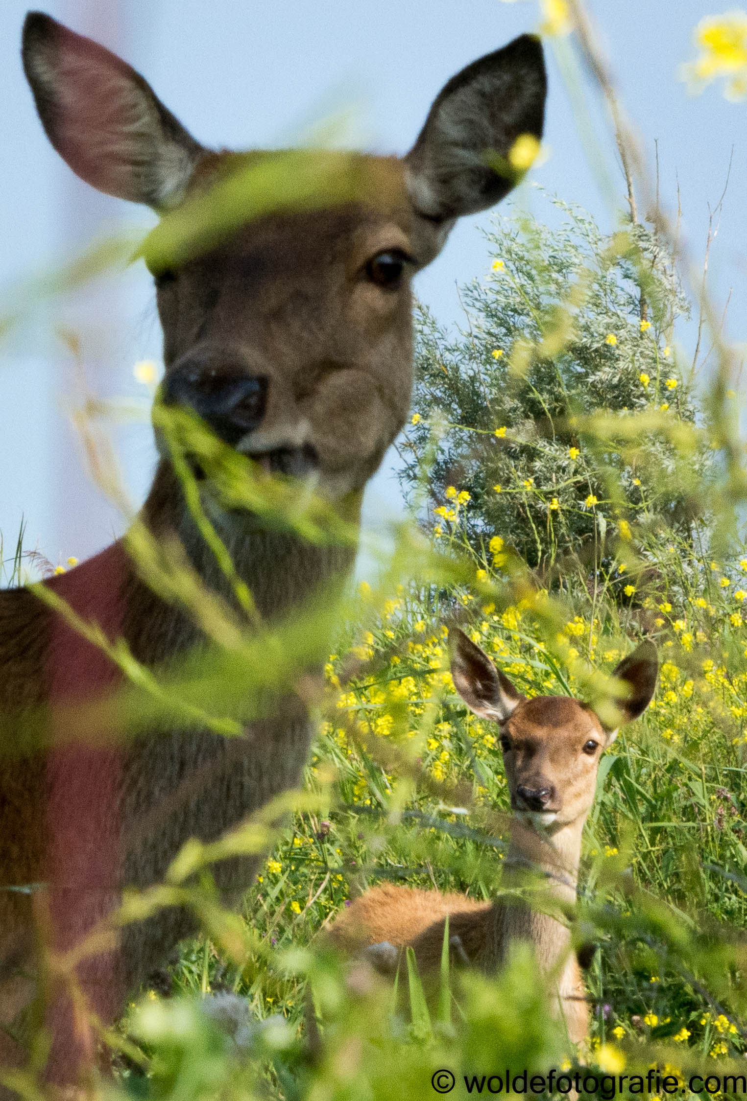 270827_Oostvaardersplassen_2281