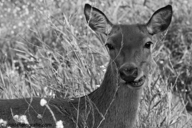 270827_oostvaardersplassen_2284-2