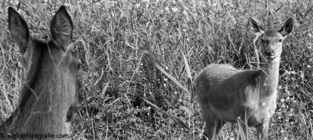 270827_oostvaardersplassen_2288