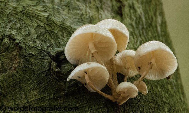 301030_naamloos_2765