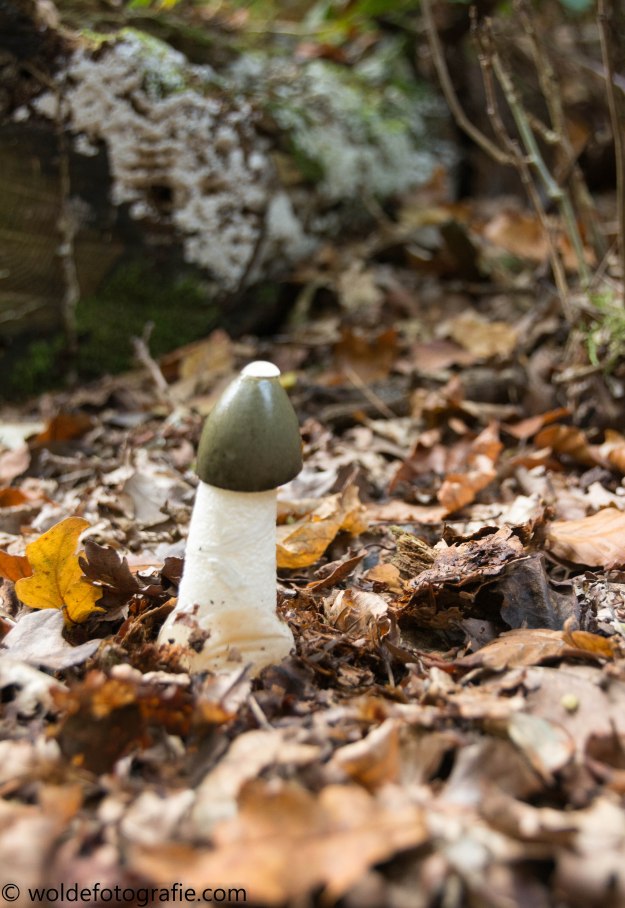 301030_naamloos_2774