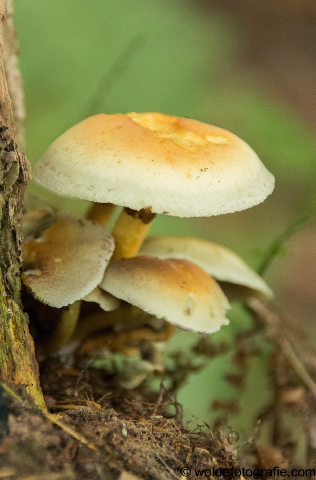 301030_naamloos_2779