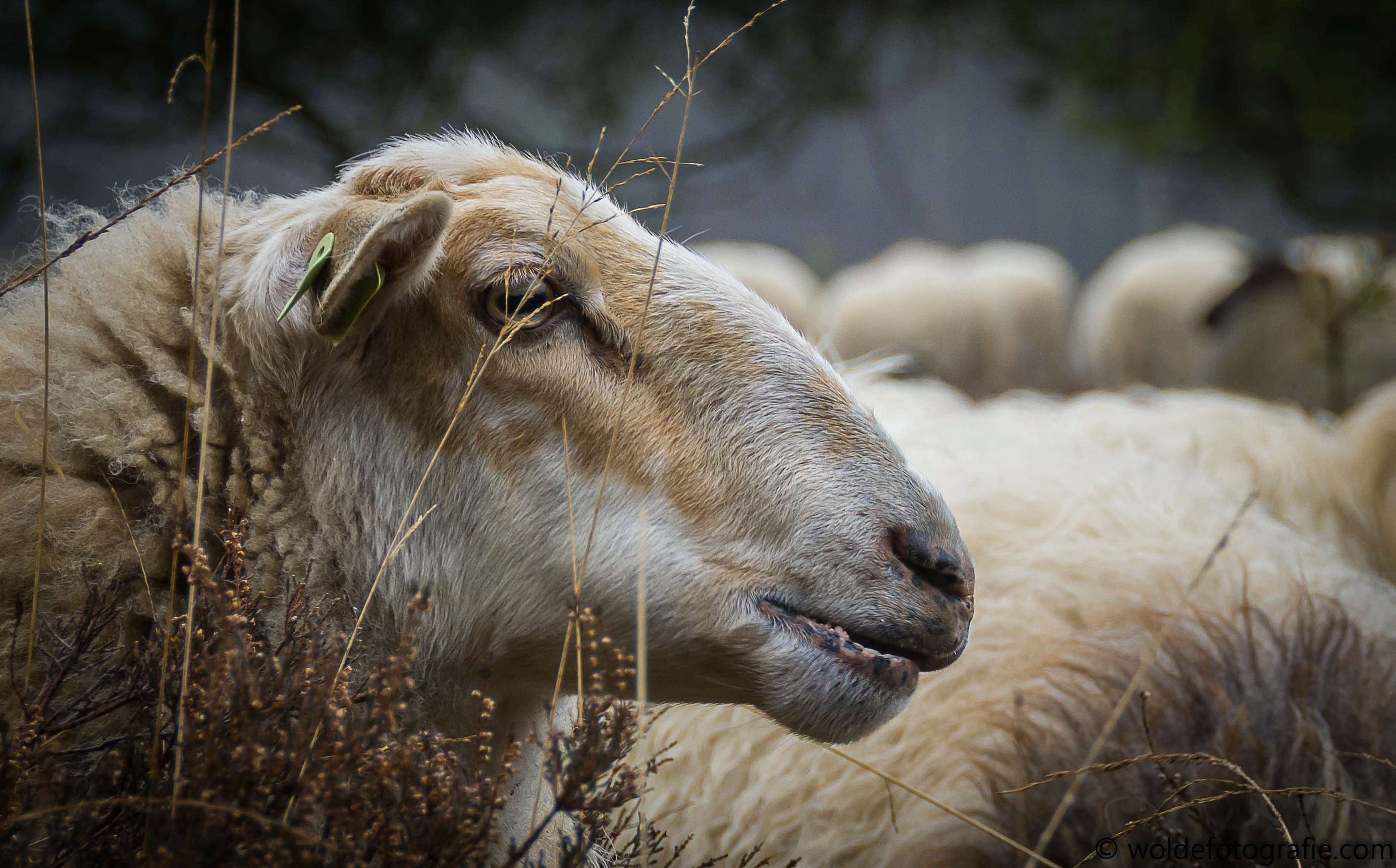 20170219-190219_westerbork-en-orvelte_4110