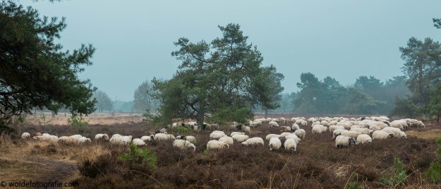 20170219-190219_westerbork-en-orvelte_4121