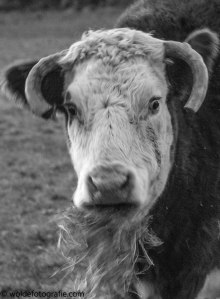 261226_naamloos_3635-2