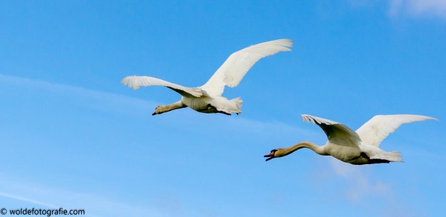 20170423-230423_naamloos_6403