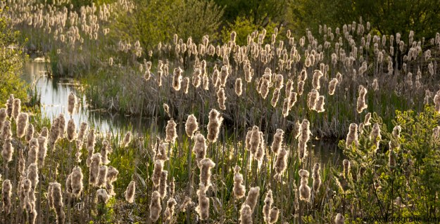 20170427-270427_naamloos_6443