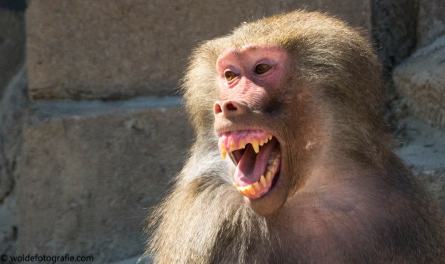 20170511-110511_naamloos_7053