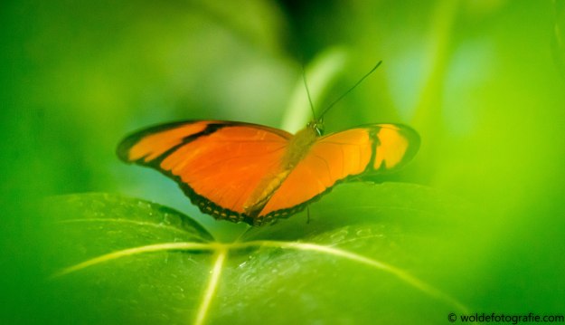 20170511-110511_naamloos_7197-2