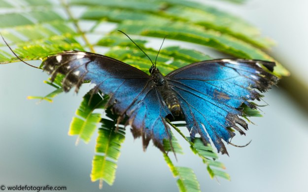 20170511-110511_naamloos_7205