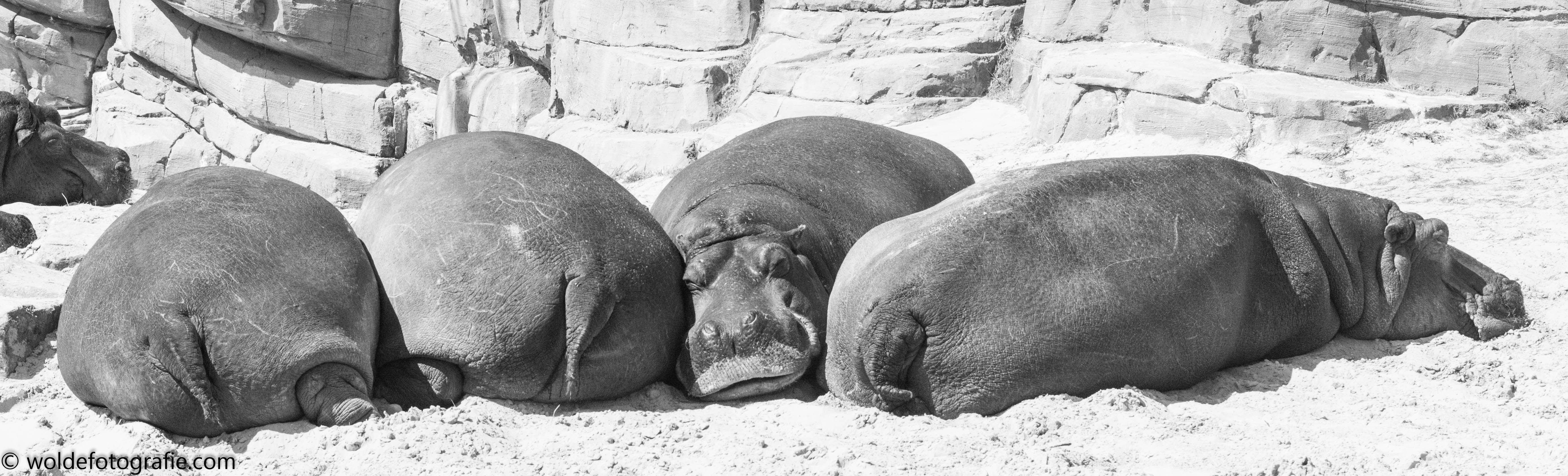 20170511-110511_naamloos_7322