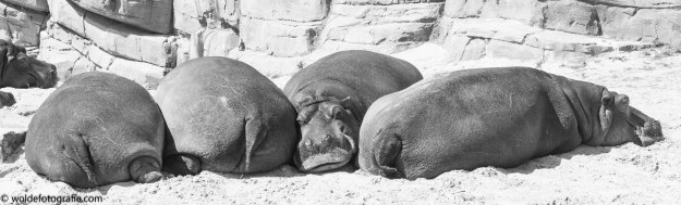 20170511-110511_naamloos_7322