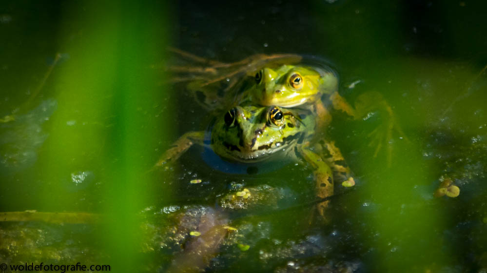 310531_naamloos_8730