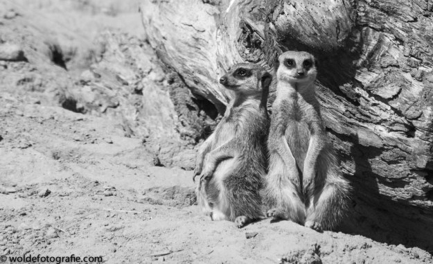 Stokstaartjes B &amp; W-6912