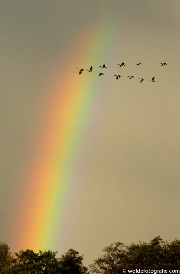 2017-10-21 regenboog