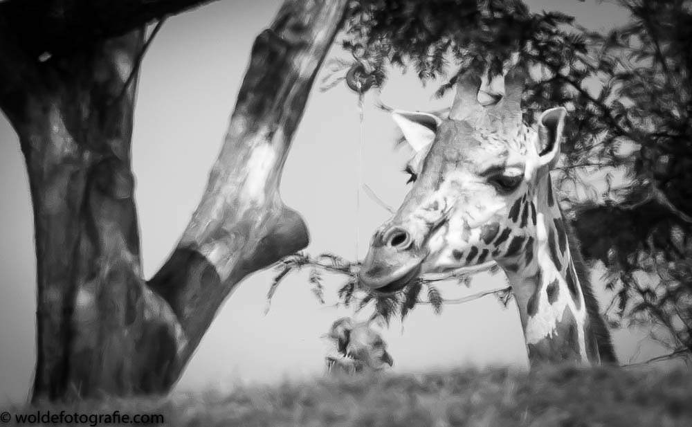 DSC_2881WildLands Julius en Philou-2