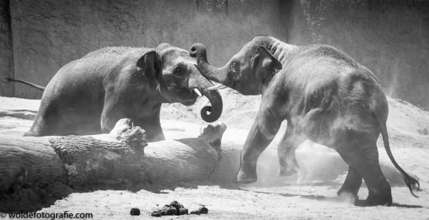 DSC_3109WildLands Julius en Philou-2