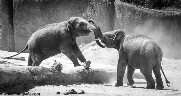 DSC_3113WildLands Julius en Philou-2