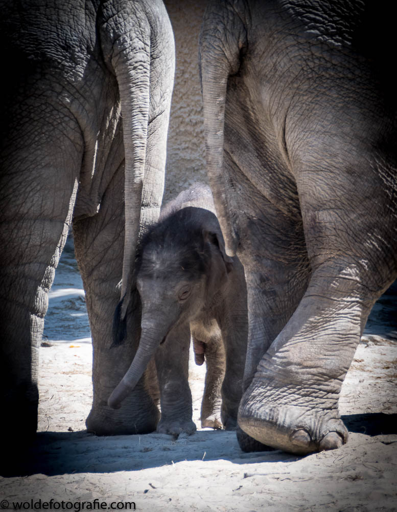 DSC_3143WildLands Julius en Philou-2