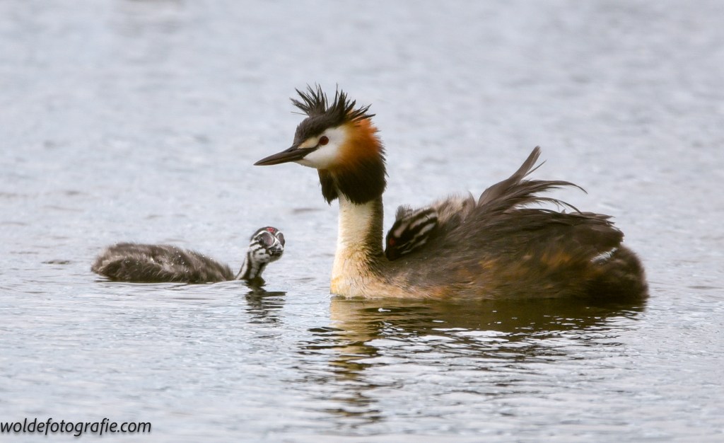 Jonge Fuut even los van moeder. De andere twee nog onder haar veren.