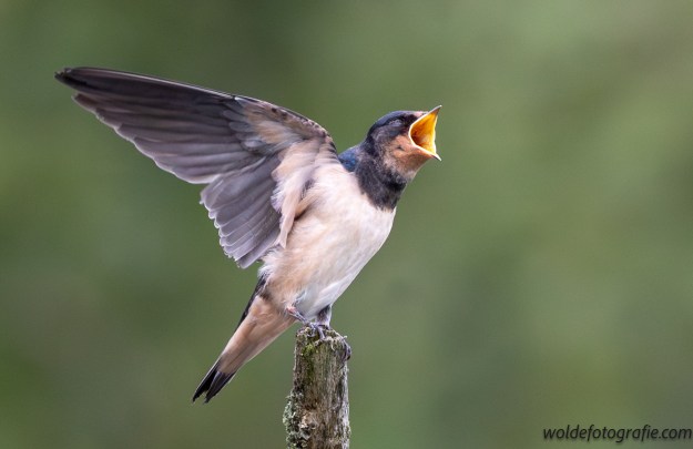 De Biesbosch NL
Pachtige fotoworkshop met Professioneel Natuurfotograaf Marco de Paauw ( geschenk van de kids)
Hele dag genieten van moeder natuur